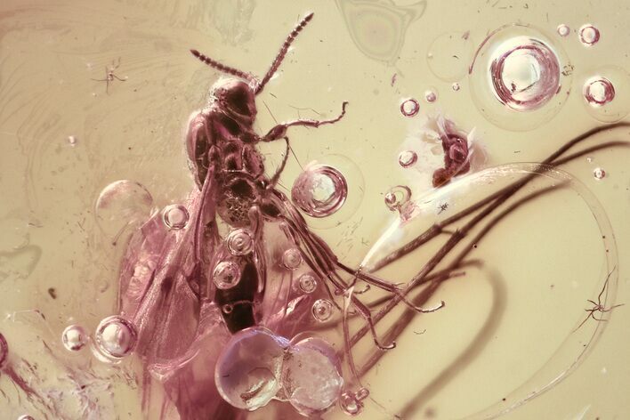 Detailed Fossil Parasitoid Wasp (Proctotrupidae) In Baltic Amber #362677